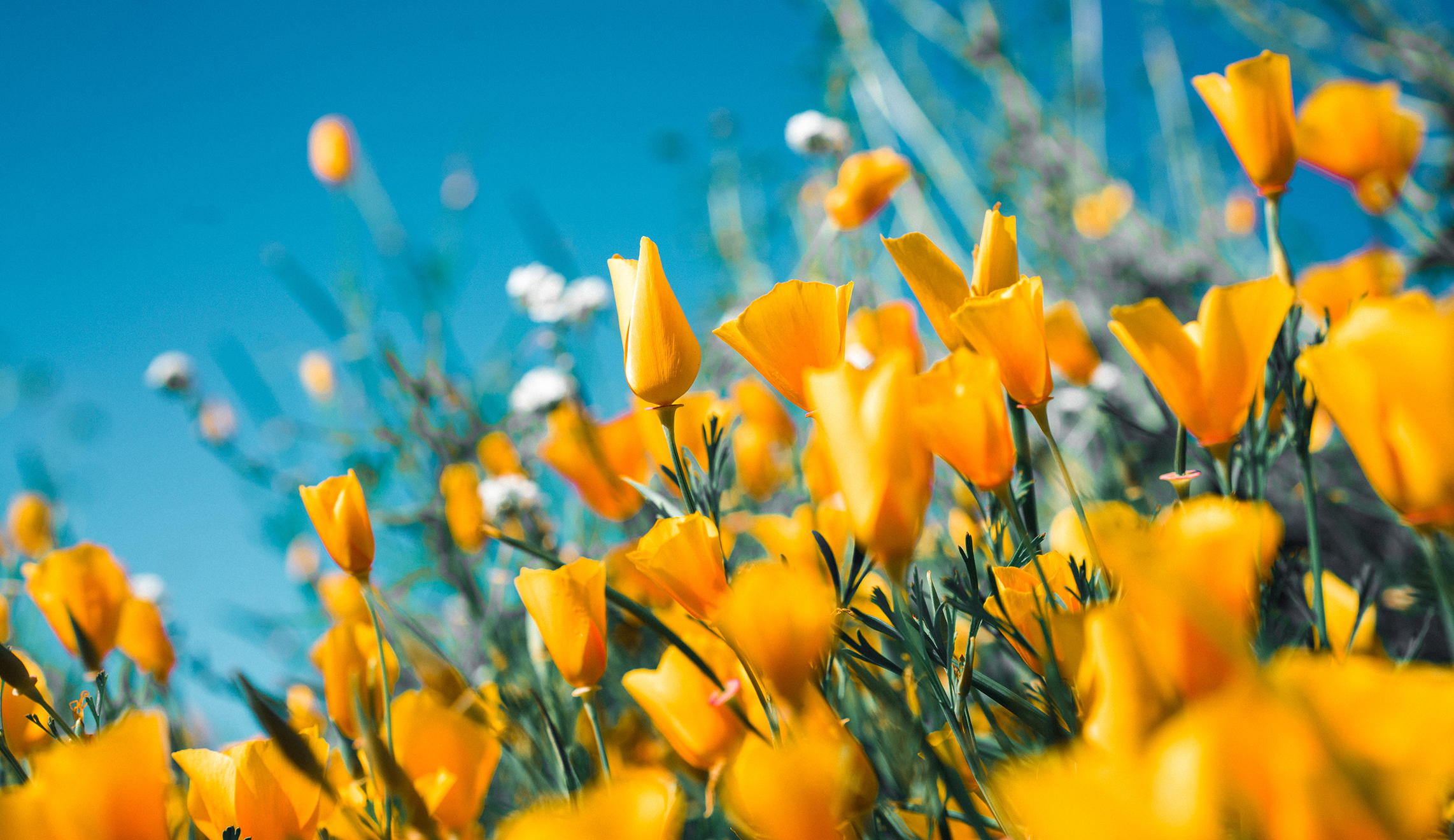 Business groups give mixed response to Spring Statement Banner Photo